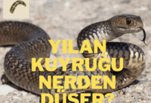 Photo of Metin2 Yılan Kuyruğu Nereden Düşer?