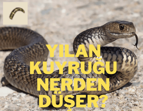 metin2 yılan kuyruğu nerden düşer